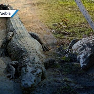 ¡Sorpresa en Huauchinango! Cocodrilo de dos metros causa alerta vecinal