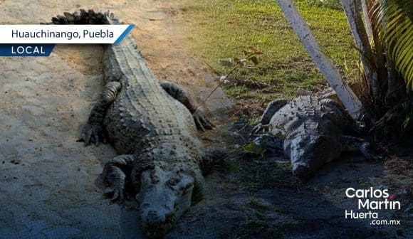 ¡Sorpresa en Huauchinango! Cocodrilo de dos metros causa alerta vecinal