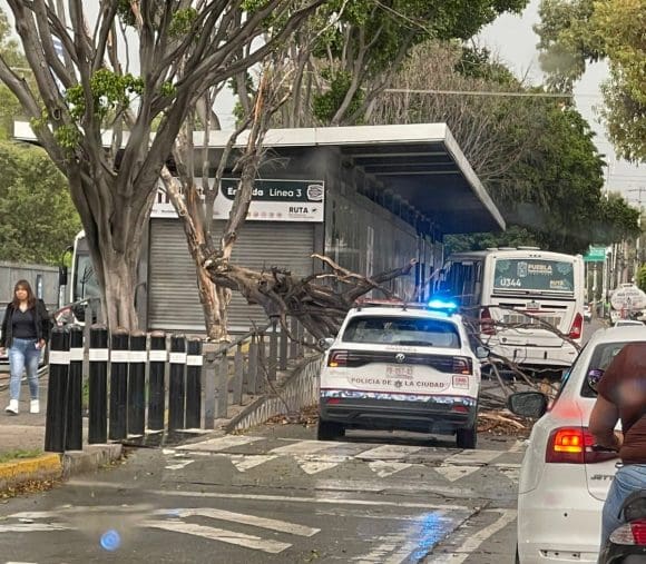 Protección Civil atiende caída de árbol en bulevar Valsequillo; frente a la Facultad de Contaduría de la BUAP
