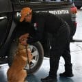 Puebla certifica a 16 instructores caninos para reforzar la seguridad pública