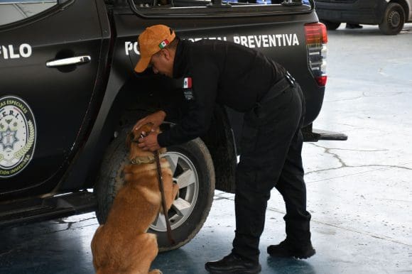 Puebla certifica a 16 instructores caninos para reforzar la seguridad pública