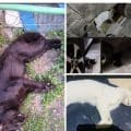Indignación en Hacienda Las Fuentes, Puebla: hallan seis gatos muertos