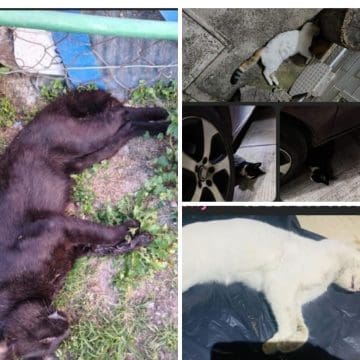 Indignación en Hacienda Las Fuentes, Puebla: hallan seis gatos muertos