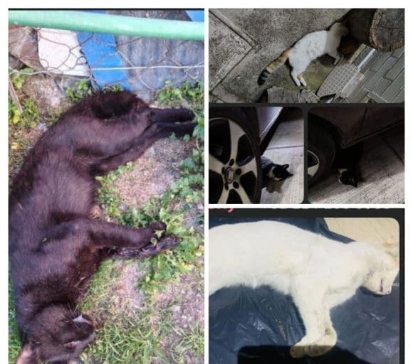 Indignación en Hacienda Las Fuentes, Puebla: hallan seis gatos muertos