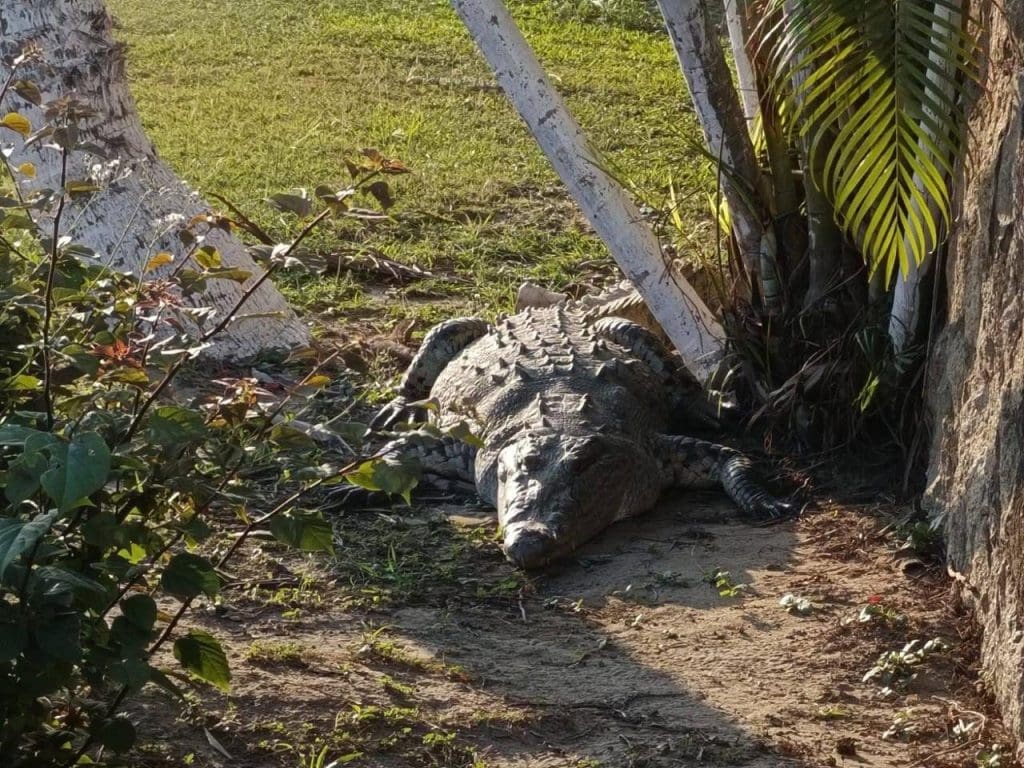 ¡Sorpresa en Huauchinango! Cocodrilo de dos metros causa alerta vecinal