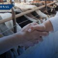 México y EE.UU. firman plan binacional para combatir el gusano barrenador