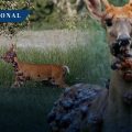Alertan sobre ‘extraños bultos’ en ciervos de Estados Unidos