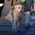 Atlixco invita a la carrera “Patitas Fugaces 2025” para promover el bienestar animal