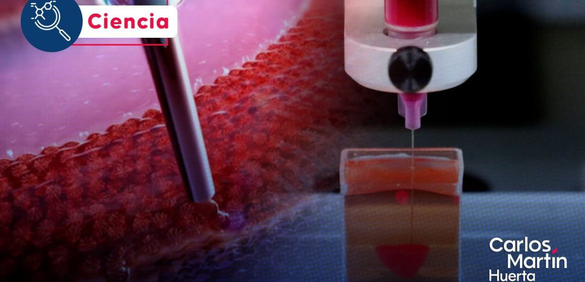Avance en bioingeniería: Crean parche cardíaco bioimpreso que logra regenerar tejido muscular