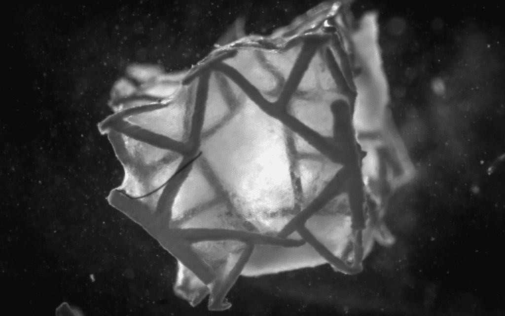 Avance en bioingenieria Crean parche cardiaco bioimpreso que logra regenerar tejido muscular 3