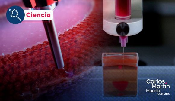 Avance en bioingeniería: Crean parche cardíaco bioimpreso que logra regenerar tejido muscular