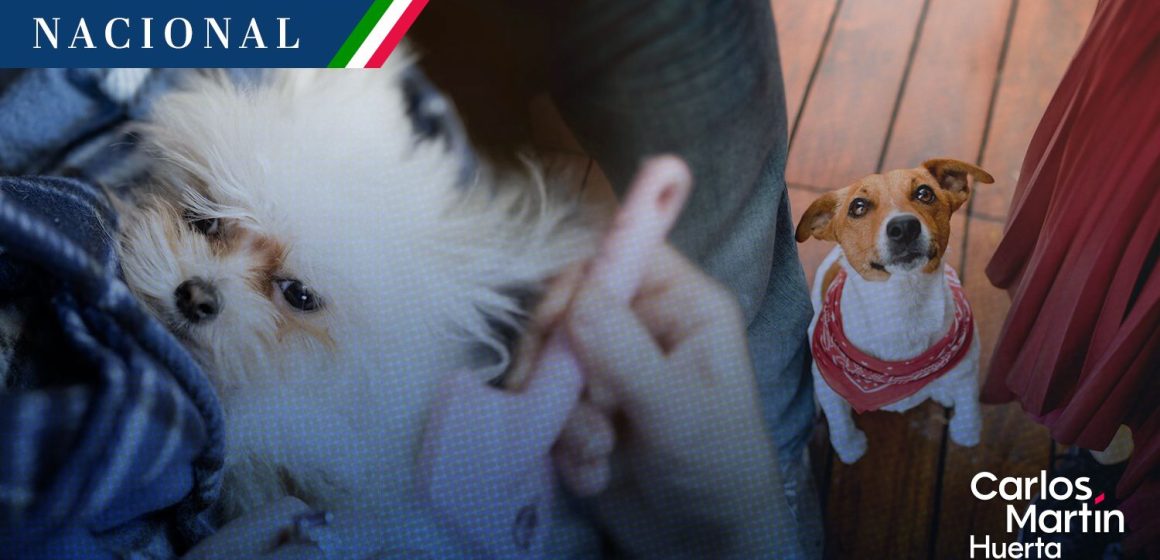 CDMX aprueba ley para la custodia compartida de mascotas en casos de divorcio
