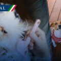 CDMX aprueba ley para la custodia compartida de mascotas en casos de divorcio