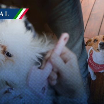 CDMX aprueba ley para la custodia compartida de mascotas en casos de divorcio