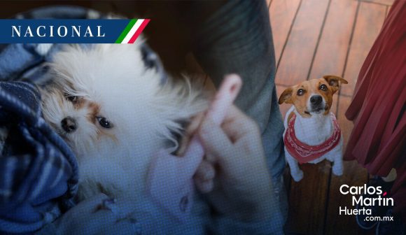 CDMX aprueba ley para la custodia compartida de mascotas en casos de divorcio