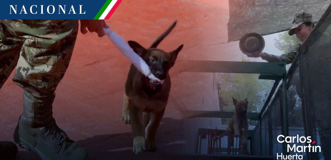 ‘Generación FIFA’, cachorros para la seguridad del Mundial 2026