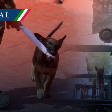 ‘Generación FIFA’, cachorros para la seguridad del Mundial 2026
