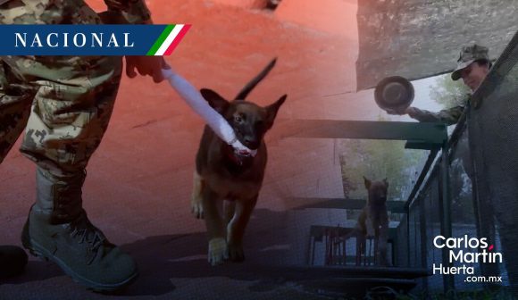 ‘Generación FIFA’, cachorros para la seguridad del Mundial 2026