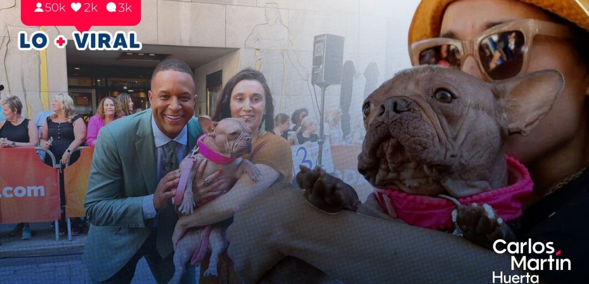 Conoce a Petunia, la bulldog coronada como el ‘Perro más feo del mundo 2025’