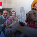 Conoce a Petunia, la bulldog coronada como el ‘Perro más feo del mundo 2025’