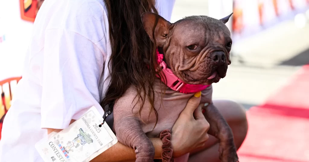 Conoce a Petunia la bulldog coronada como el Perro mas feo del mundo 2025 2 scaled e1755030698202