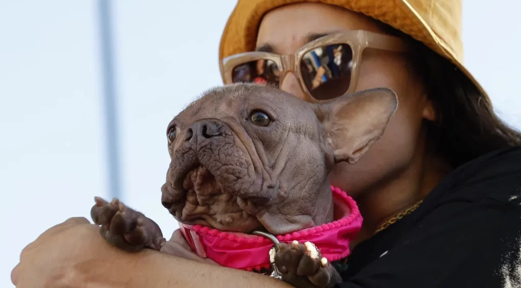 Conoce a Petunia, la bulldog coronada como el 'Perro más feo del mundo 2025'