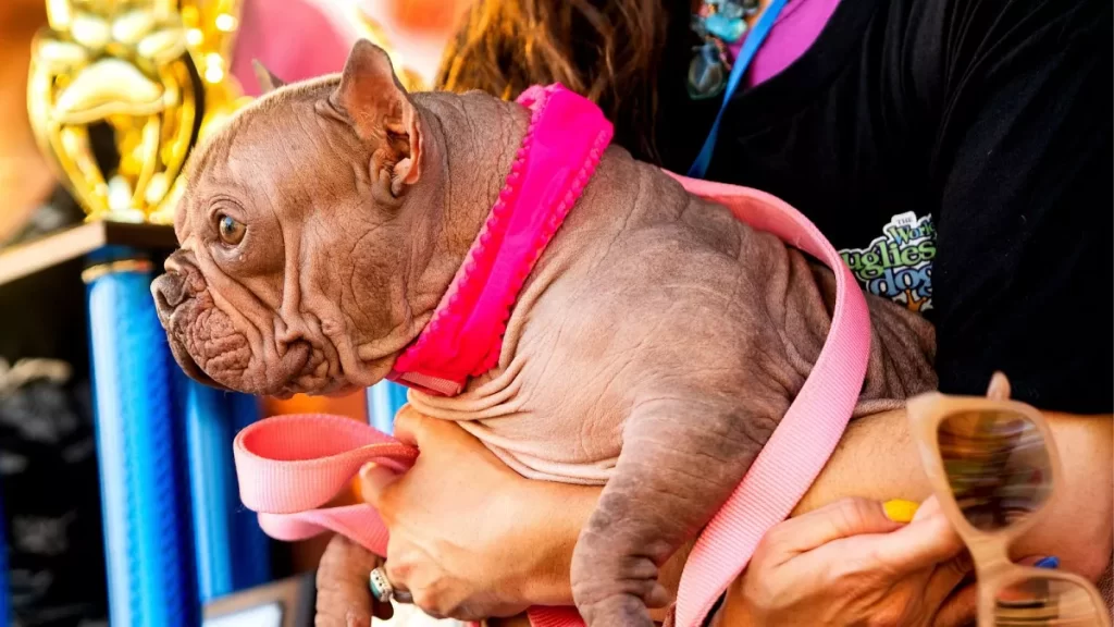 Conoce a Petunia la bulldog coronada como el Perro mas feo del mundo 2025 5