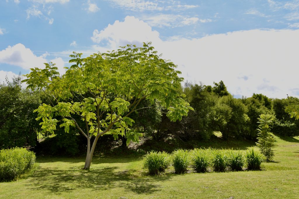 Jardín Botánico de la BUAP celebra 38 años como referente internacional en conservación y educación 1 D Jardin Botanico