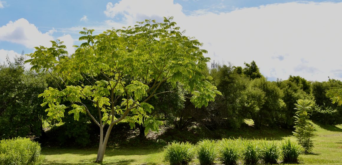 Jardín Botánico de la BUAP celebra 38 años como referente internacional en conservación y educación
