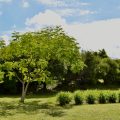 Jardín Botánico de la BUAP celebra 38 años como referente internacional en conservación y educación
