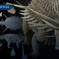 Descubren en Marruecos el fósil del anquilosaurio más antiguo del mundo