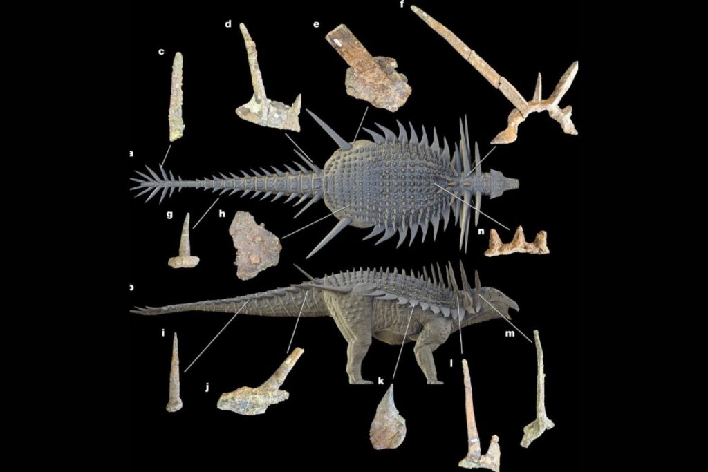 Descubren en Marruecos el fósil del anquilosaurio más antiguo del mundo 3 Descubren en Marruecos el fosil del anquilosaurio mas antiguo del mundo 2