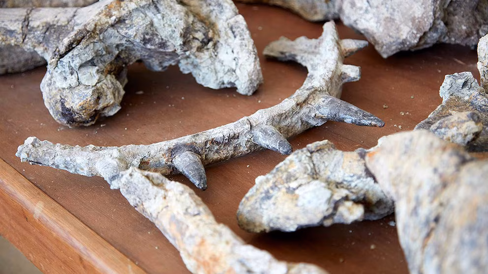 Descubren en Marruecos el fósil del anquilosaurio más antiguo del mundo 2 Descubren en Marruecos el fosil del anquilosaurio mas antiguo del mundo 3
