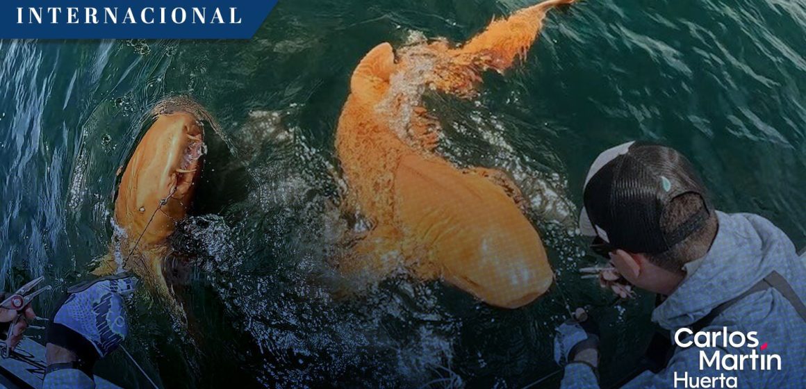 Descubren un tiburón nodriza naranja en Costa Rica; es el primero en ser registrado
