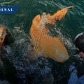 Descubren un tiburón nodriza naranja en Costa Rica; es el primero en ser registrado