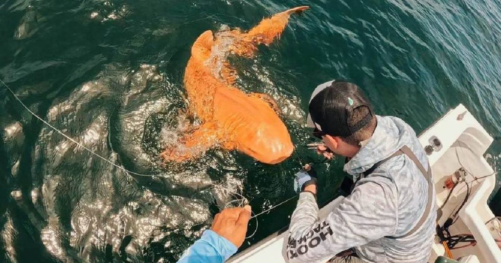 Descubren un tiburón nodriza naranja en Costa Rica; es el primero en ser registrado 1 Descubren un tiburón nodriza naranja en Costa Rica; es el primero en ser registrado