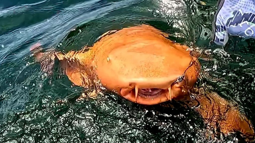 Descubren un tiburón nodriza naranja en Costa Rica; es el primero en ser registrado 2 Descubren un tiburon nodriza naranja en Costa Rica es el primero en ser registrado 3