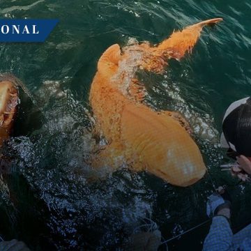 Descubren un tiburón nodriza naranja en Costa Rica; es el primero en ser registrado