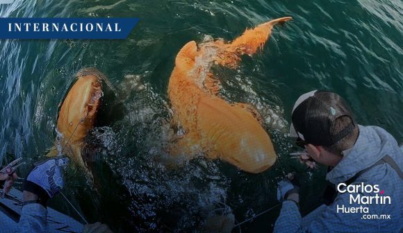 Descubren un tiburón nodriza naranja en Costa Rica; es el primero en ser registrado