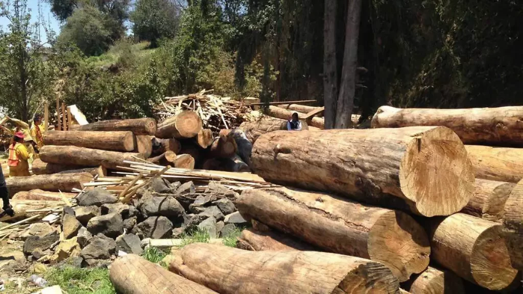 Detienen en Tetela de Ocampo a tres hombres por tala clandestina en Zitlalcuautla 2 Detienen en Tetela de Ocampo a tres hombres por tala clandestina en Zitlalcuautla 2