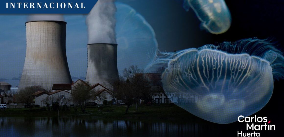 Enjambre de medusas paraliza las operaciones de la mayor central nuclear en Francia