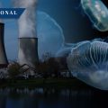 Enjambre de medusas paraliza las operaciones de la mayor central nuclear en Francia
