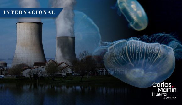 Enjambre de medusas paraliza las operaciones de la mayor central nuclear en Francia