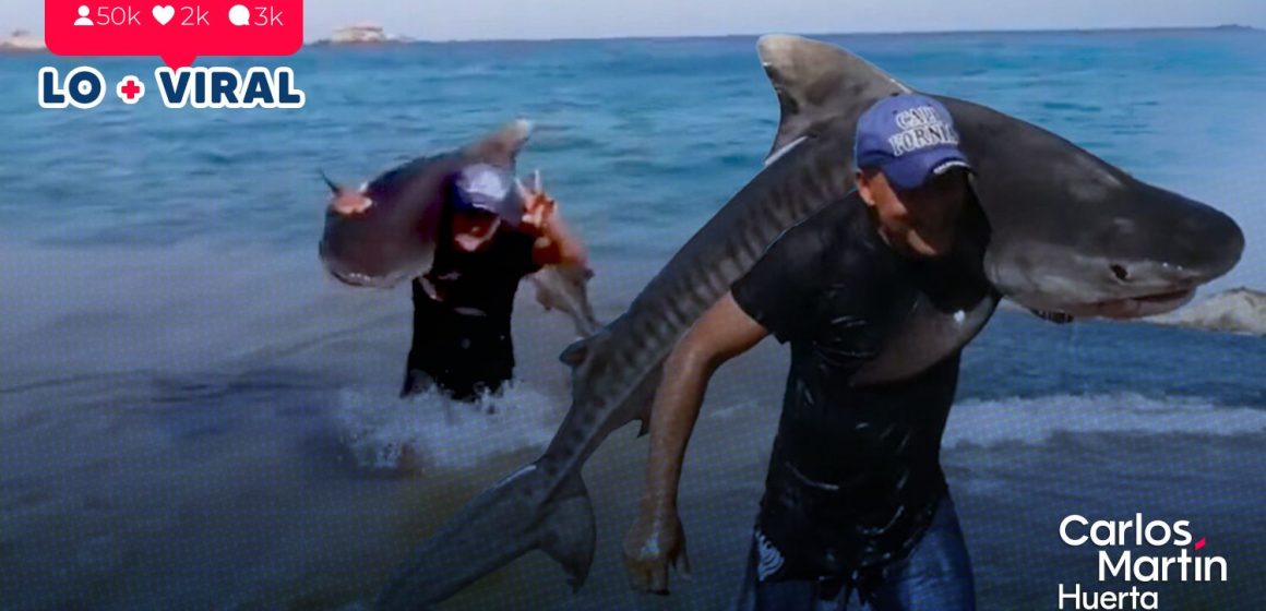 Hombre en Michoacán sale del mar cargando un tiburón tigre y desata polémica en redes sociales