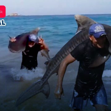 Hombre en Michoacán sale del mar cargando un tiburón tigre y desata polémica en redes sociales