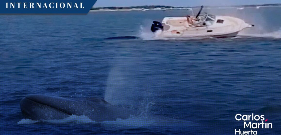 Fallece ballena en Nueva Jersey tras chocar contra embarcación