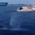 Fallece ballena en Nueva Jersey tras chocar contra embarcación