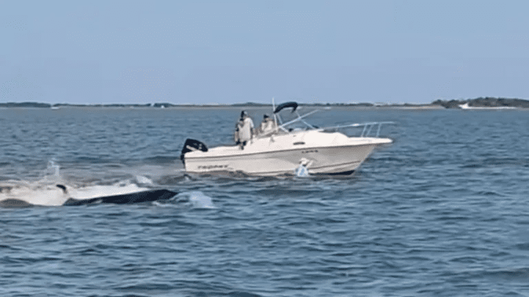 Fallece ballena en Nueva Jersey tras chocar contra embarcación