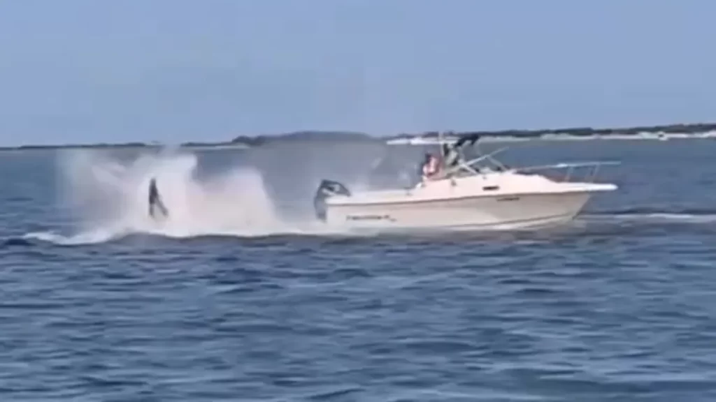 Fallece ballena en Nueva Jersey tras chocar contra embarcacion 3