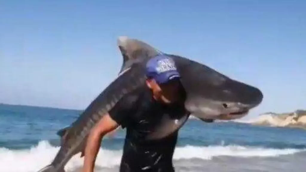 Hombre en Michoacán sale del mar cargando un tiburón tigre y desata polémica en redes sociales 1 Hombre en Michoacán sale del mar cargando un tiburón tigre y desata polémica en redes sociales